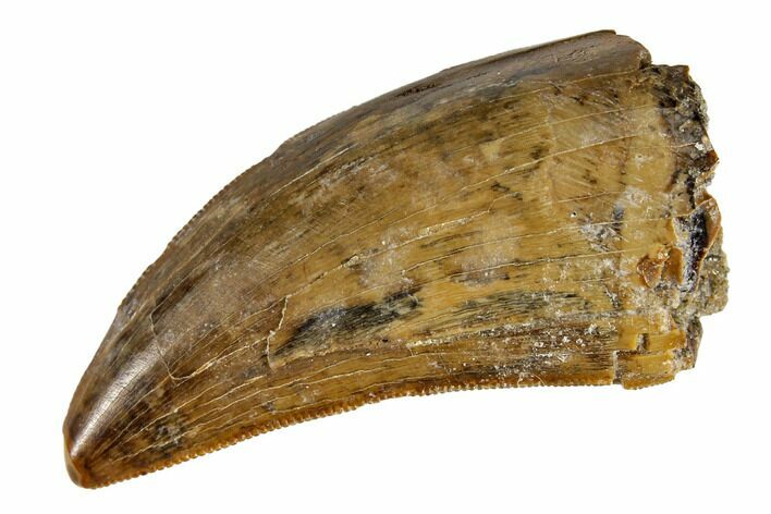 Serrated Tyrannosaur Tooth - Alberta (Disposition #-) #129774